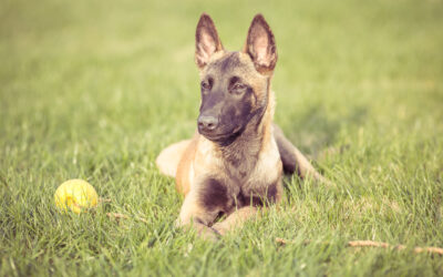 Sentencia pionera sobre copropiedad y custodia compartida de perro en base a su bienestar.